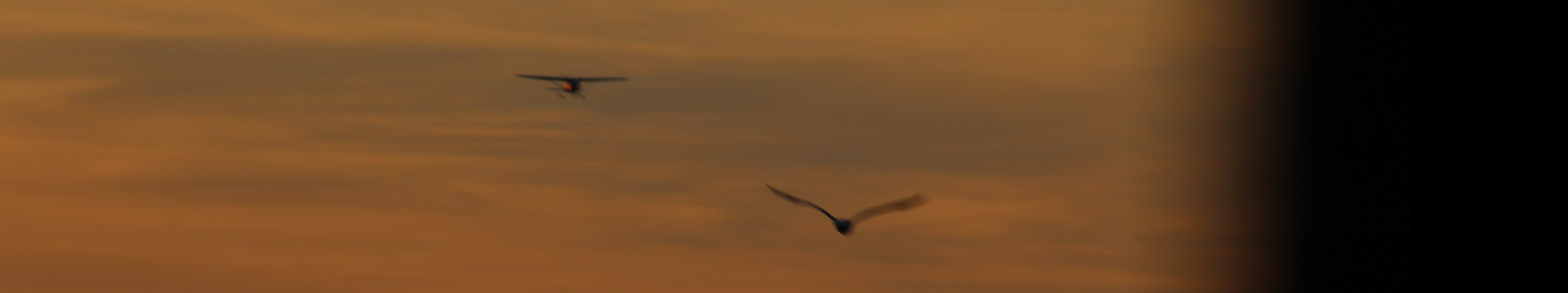 sundowner with plane and bird